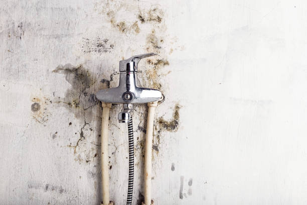 Best Mold Cleaning Services  in Yale, OK