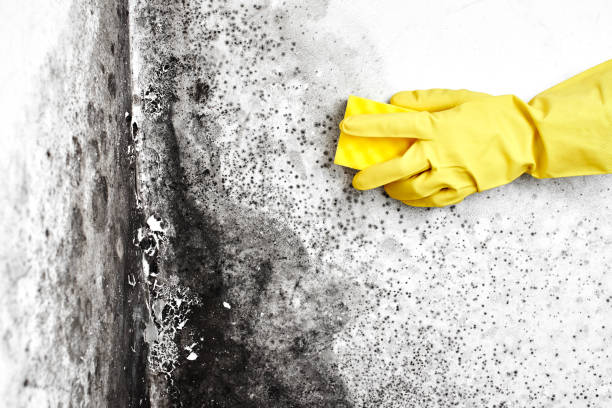 Best Mold Testing  in Yale, OK