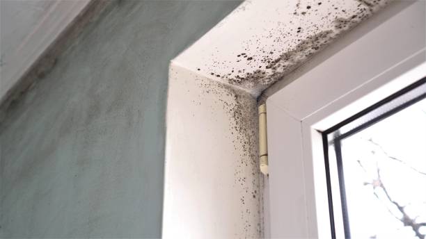 Best Mold Cleaning Services  in Yale, OK