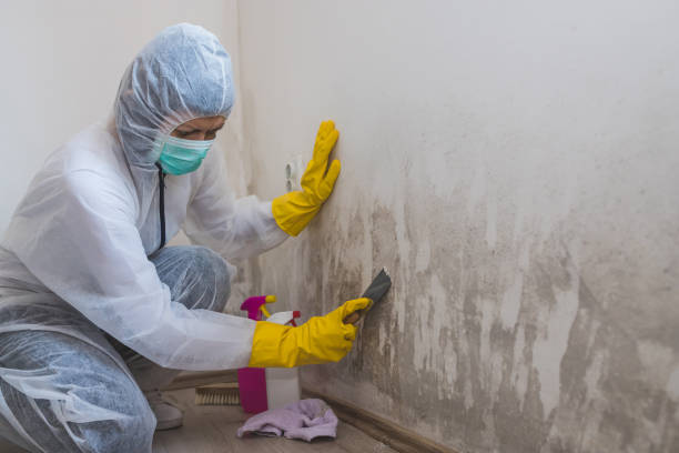 Best Emergency Mold Removal  in Yale, OK