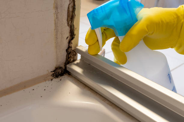 Home Mold Removal in Yale, OK