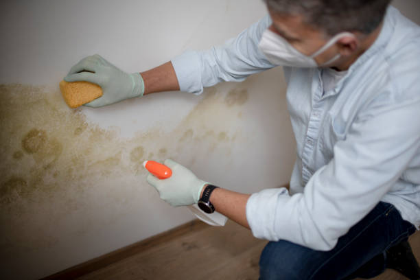Office Mold Removal Services in Yale, OK
