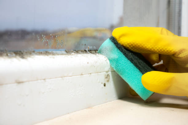 Best Certified Mold Removal  in Yale, OK