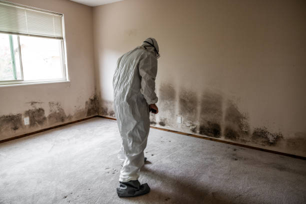 Best Residential Mold Removal  in Yale, OK