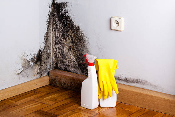 Best Mold Damage Repair  in Yale, OK