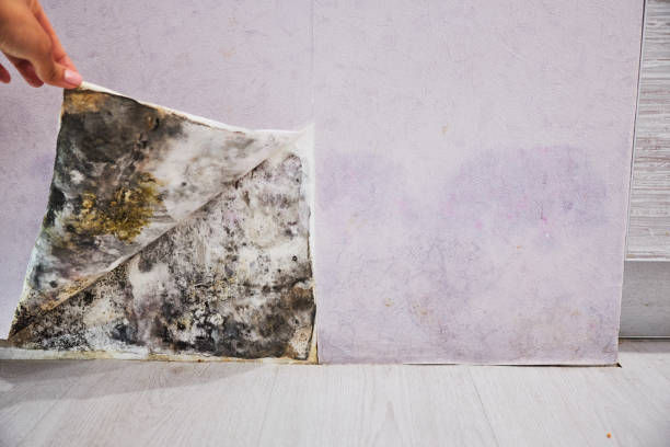 Best Home Mold Removal  in Yale, OK